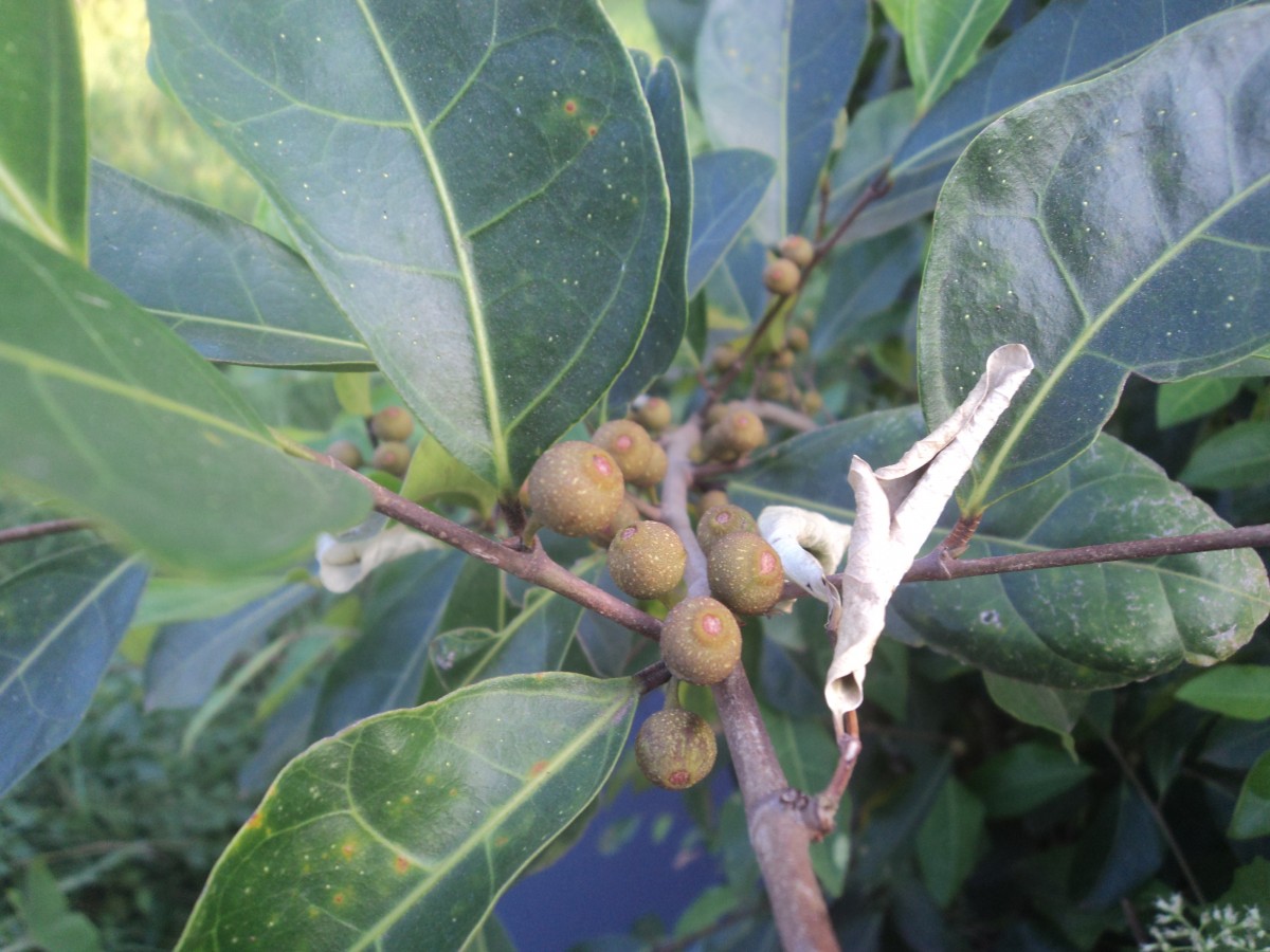 Ficus tinctoria subsp. gibbosa (Blume) Corner